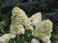 Tuinplant.nl Pluimhortensia