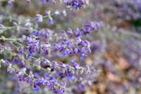 Tuinplant.nl Reuzenlavendel