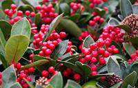 Tuinplant.nl Skimmia