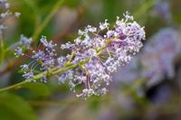 Tuinplant.nl Amerikaanse Sering