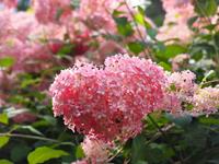 Tuinplant.nl Hortensia