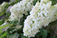 Tuinplant.nl Eikenbladhortensia