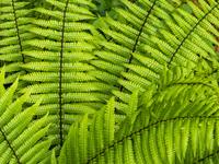 Tuinplant.nl Geschubde mannetjesvaren