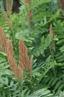 Tuinplant.nl Koningsvaren