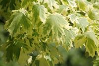 Tuinplant.nl Bonte esdoorn