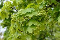 Tuinplant.nl Noorse esdoorn