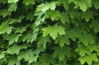 Tuinplant.nl Noorse esdoorn