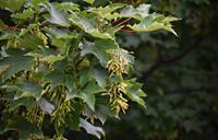 Tuinplant.nl Gewone esdoorn