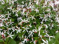 Tuinplant.nl Driebladige braakwortelspirea