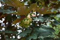 Tuinplant.nl Gewone esdoorn