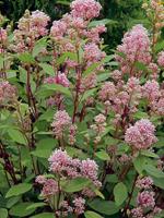 Tuinplant.nl Amerikaanse Sering