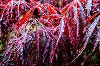 Tuinplant.nl Japanse esdoorn