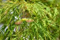 Tuinplant.nl Japanse esdoorn
