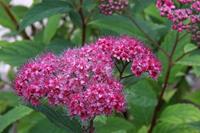 Tuinplant.nl Spierstruik spirea