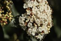 Tuinplant.nl Groenblijvende sneeuwbal