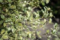 Tuinplant.nl Schijnhulst