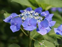 Tuinplant.nl Schermhortensia