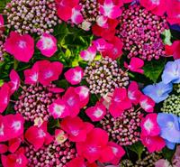 Tuinplant.nl Schermhortensia