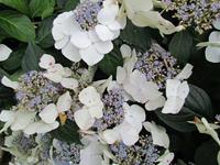 Tuinplant.nl Hortensia