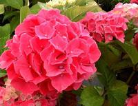 Tuinplant.nl Hortensia