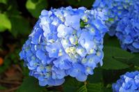 Tuinplant.nl Hortensia