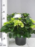 Tuinplant.nl Boerenhortensia