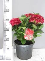 Tuinplant.nl Hortensia