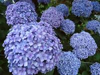 Tuinplant.nl Hortensia