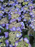 Tuinplant.nl Boerenhortensia