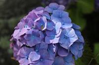 Tuinplant.nl Hortensia