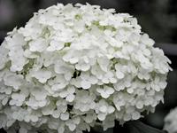 Tuinplant.nl Hortensia
