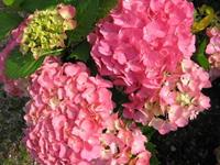 Tuinplant.nl Boerenhortensia