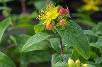 Tuinplant.nl Hertshooi