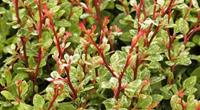 Tuinplant.nl Zuurbes