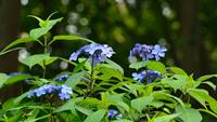 Tuinplant.nl Schermhortensia