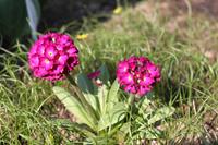 Tuinplant.nl Sleutelbloem