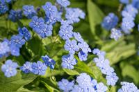 Tuinplant.nl Amerikaanse vergeet-mij-niet