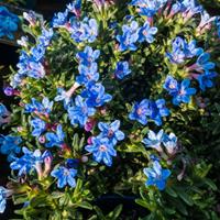 Tuinplant.nl Steenzaad