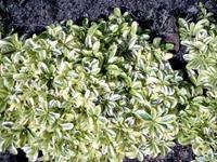 Tuinplant.nl Rijstebrij