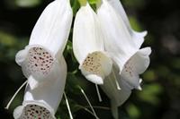 Tuinplant.nl Vingerhoedskruid