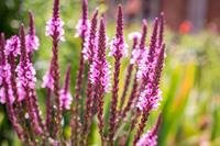 Tuinplant.nl IJzerhard