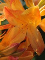 Tuinplant.nl Azalea mollis oranje