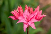 Tuinplant.nl Azalea mollis roze