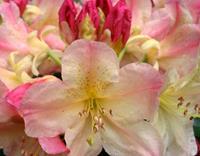 Tuinplant.nl Rhododendron