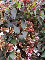 Tuinplant.nl Abelia