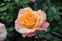Tuinplant.nl Oranje/Abrikoos geurende Struikroos