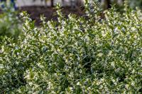 Tuinplant.nl Sarcococca