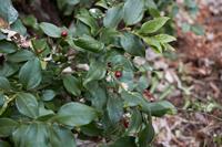 Tuinplant.nl Sarcococca