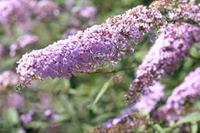 Tuinplant.nl Vlinderstruik