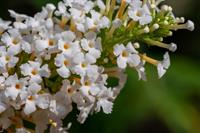 Tuinplant.nl Vlinderstruik